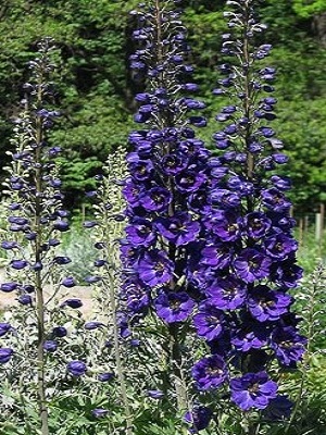 DELPHINIUM Pacific Giant Black Knight